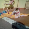 Otto